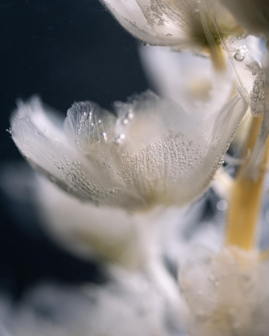 Ghost Plants, 2021––present (with Evgeny Khlopotov). Photo: @luba_ne_ori