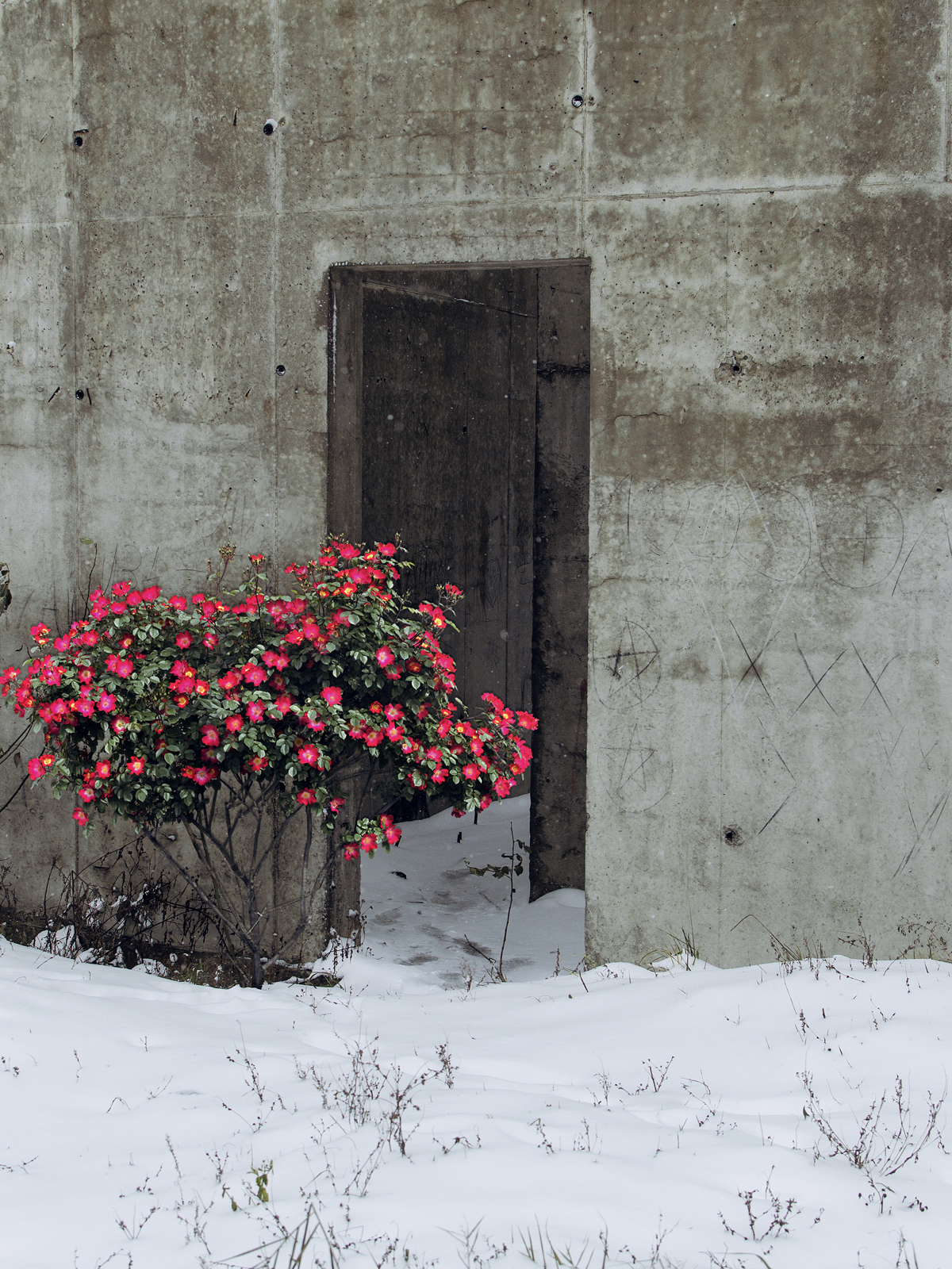 Garden. From the Bachikistan project, 2018-2020