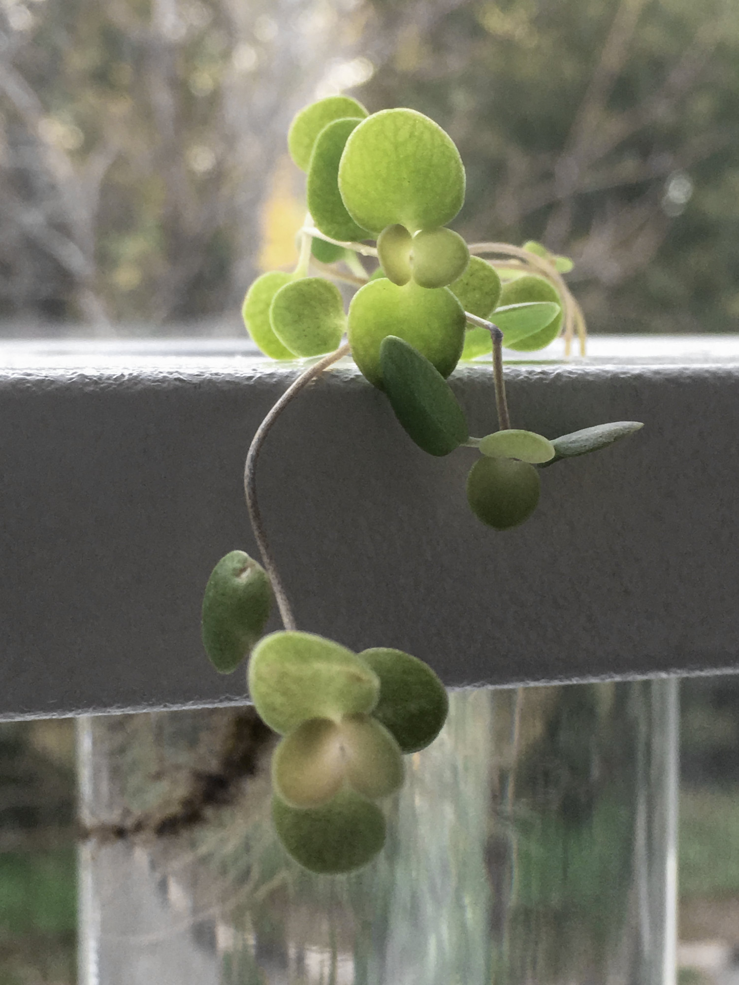 Grower Lab, 2018. The artist duo grew plants from samples gathered among representatives of art communities and institutions. Grown plants were exchanged for new samples