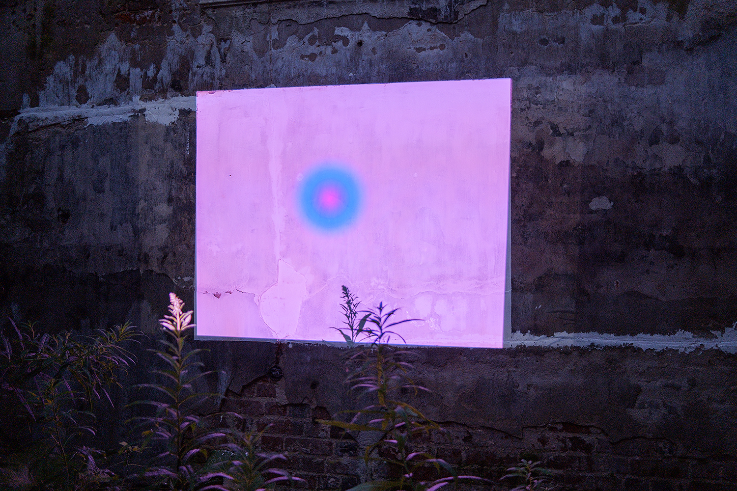flora.onion 2.0, 2020. Documentation of the plant cinema in the abandoned estate Sushnevo-1, Vladimir region