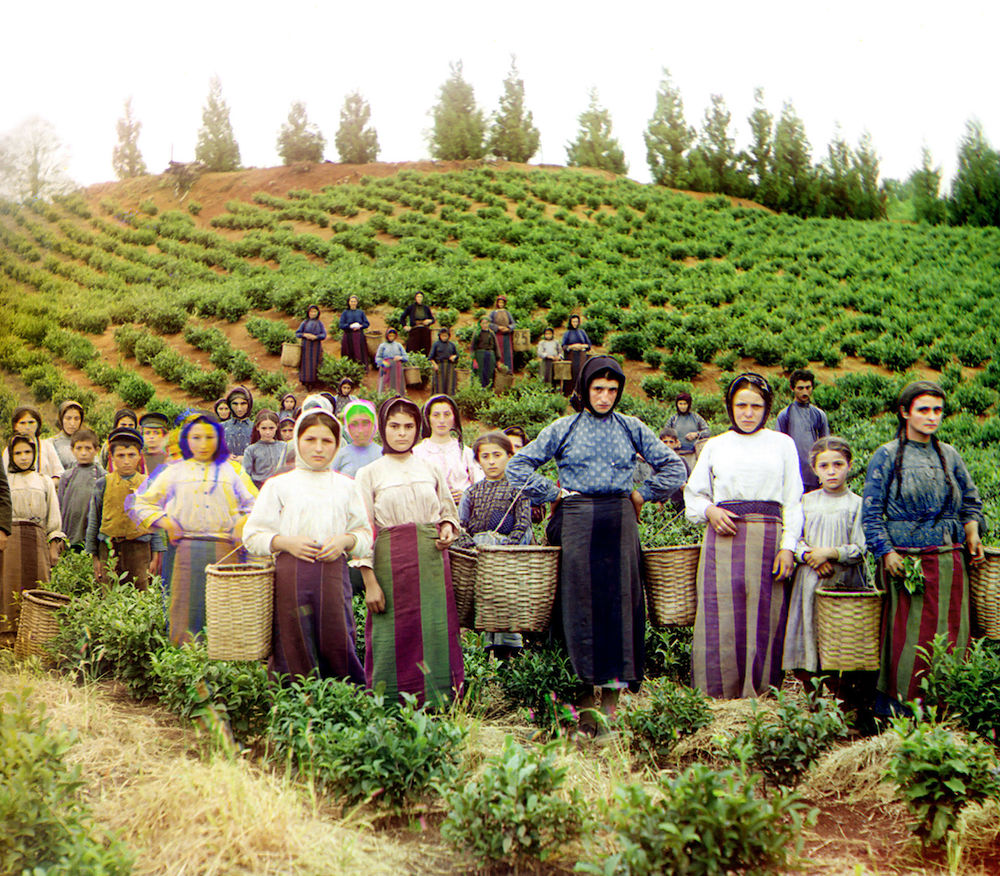 Image: Women and children harvesting tea in Georgia, circa 1905–1915