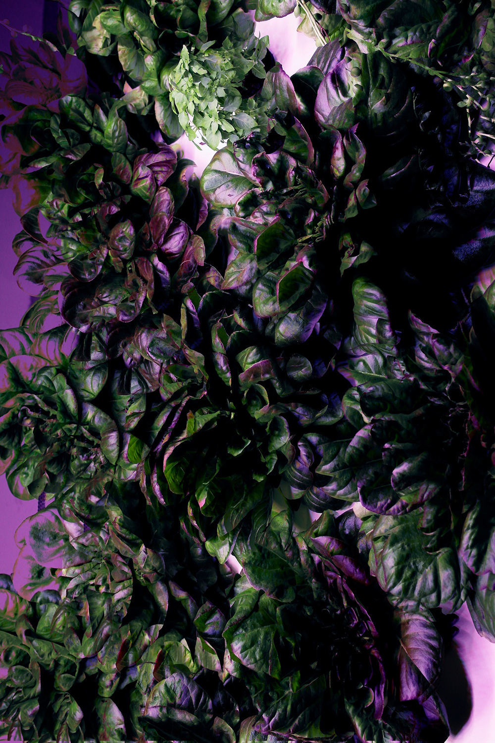 Image: Irina Zadorozhnaia, Phantom (2016)