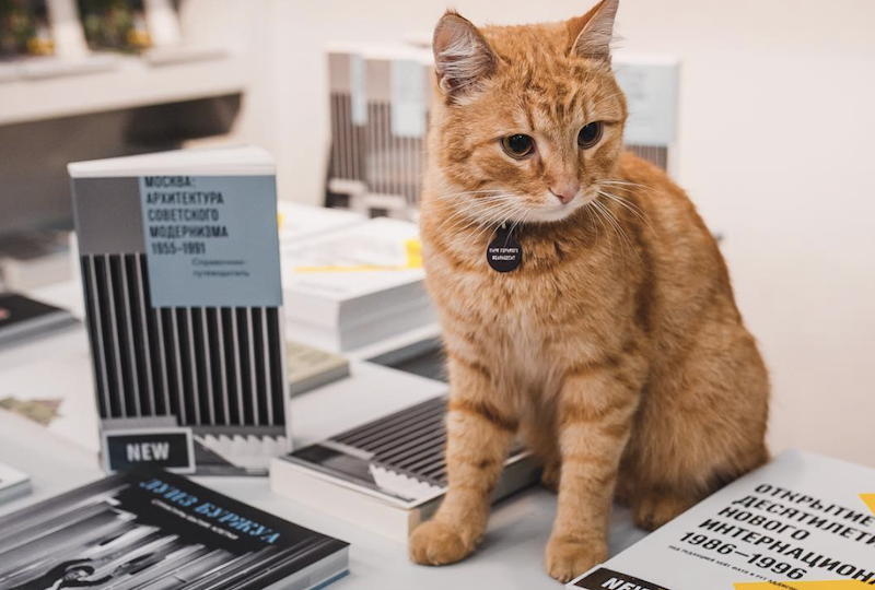 Stop everything: Moscow’s Garage Museum cat has gone missing