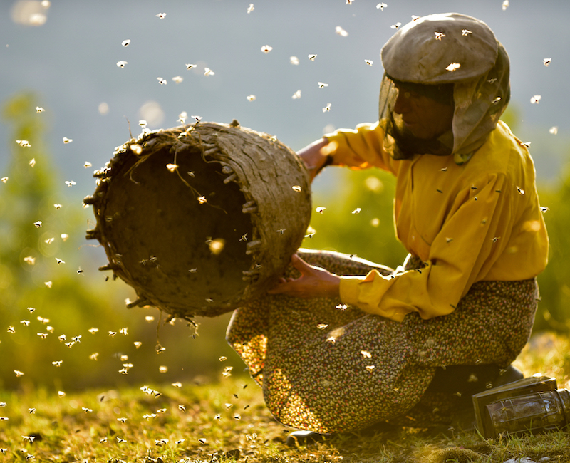 Watch the trailer for Honeyland, the Macedonian film creating a buzz at Sundance 2019