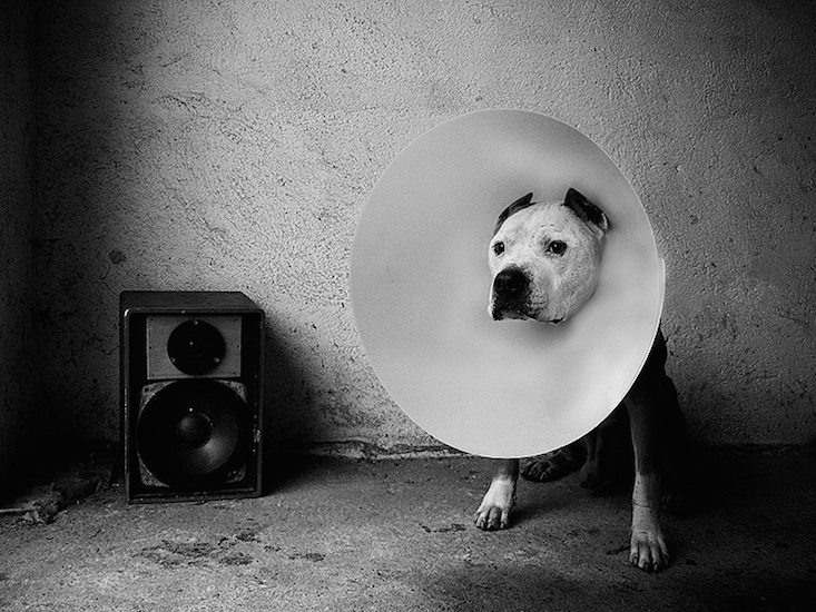 Hajdu Tamás, Beastie Boy, The Patient Files: At the Vet, Romania
