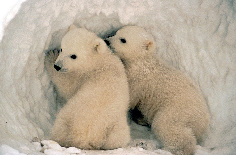 Russia shows soft side, joins US in polar bear campaign