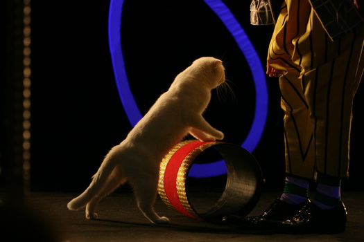 Moscow's beloved cat theatre reopens