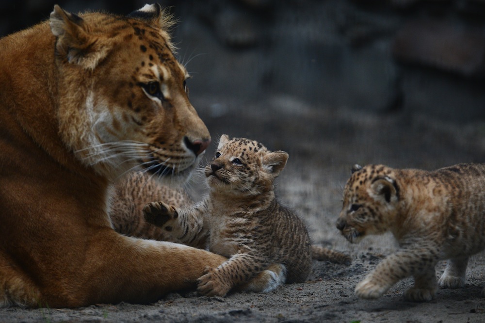 Three more liliger cubs born in Novosibirsk zoo