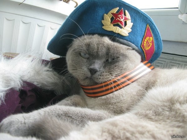 More images of pro-separatist pets flood the Russian internet