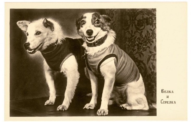 55 years since Soviet space dogs Strelka and Belka went into orbit