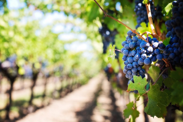 Vin Santo: Russian Orthodox Church launches its own winery