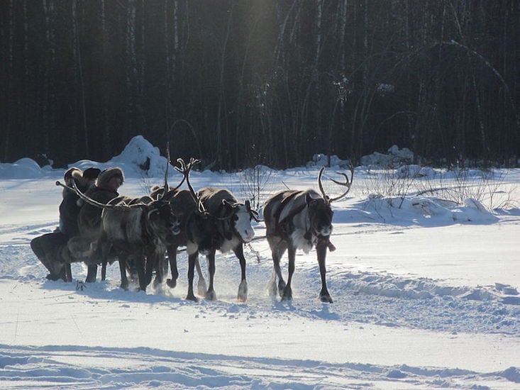 Reindeer fear: world’s largest herd is shrinking