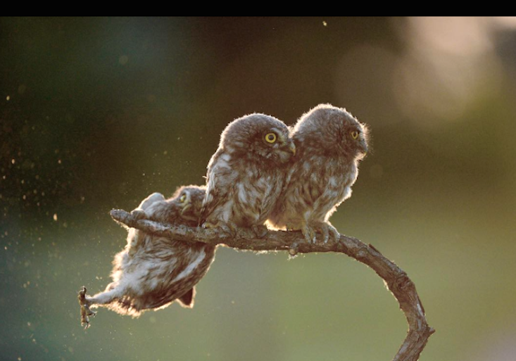 Hungarian photographer wins 2017’s Wildlife Comedy Photo Award