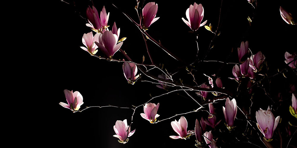 Celebrity photographer Jesse Frohman captures Long Island in bloom