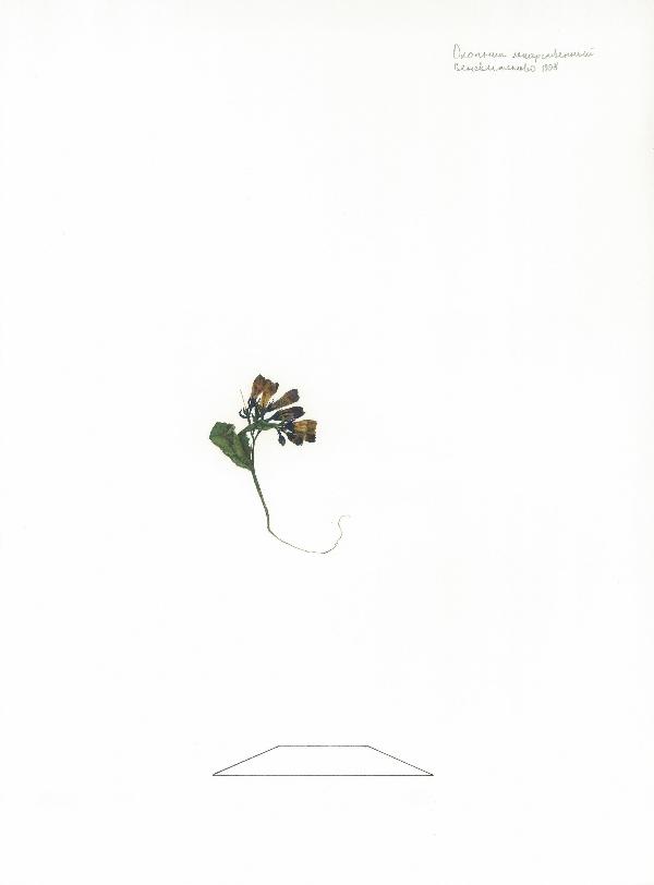 Herbarium by lya Dolgov