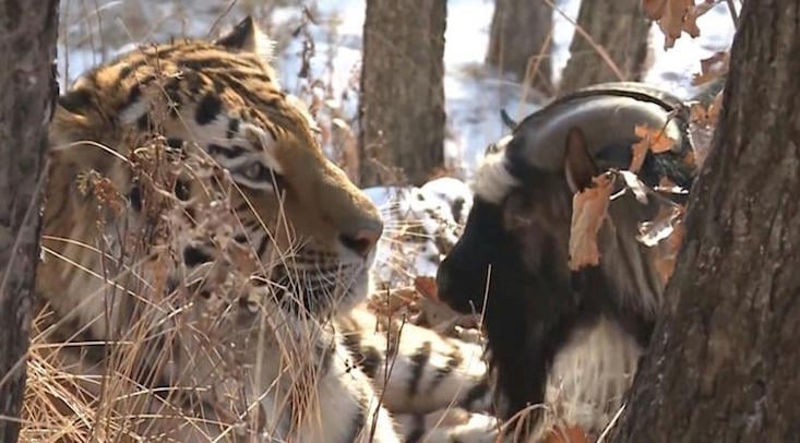 Russian lawyer calls for ban on coverage of tiger-goat friendship, citing “gay propaganda”