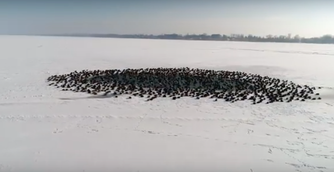 Watch a spectacular duck gathering on Hungary’s icy Lake Balaton