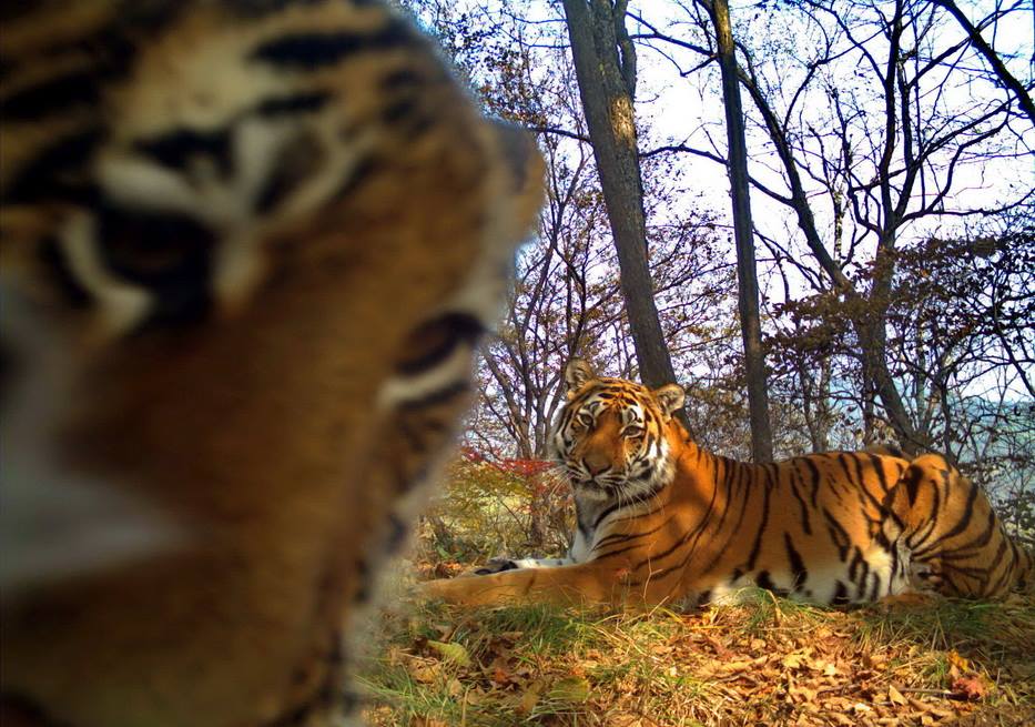 Siberian tigers strike a pose in rare “selfie” series