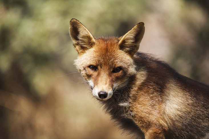 Point and shoot: animal photography park to open on former hunting grounds in Moscow