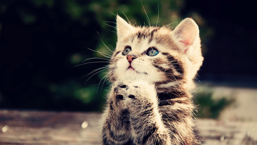 Good manners and kittens may exempt bloggers from mass media law