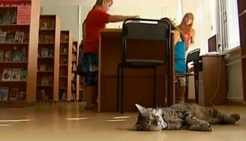 Stray cat given bow-tie and hired as assisant for Moscow library