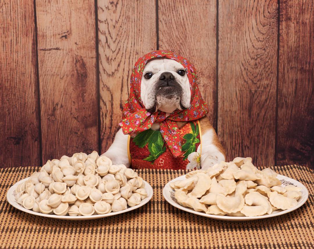 Follow of the week: blogger dog from the Far East