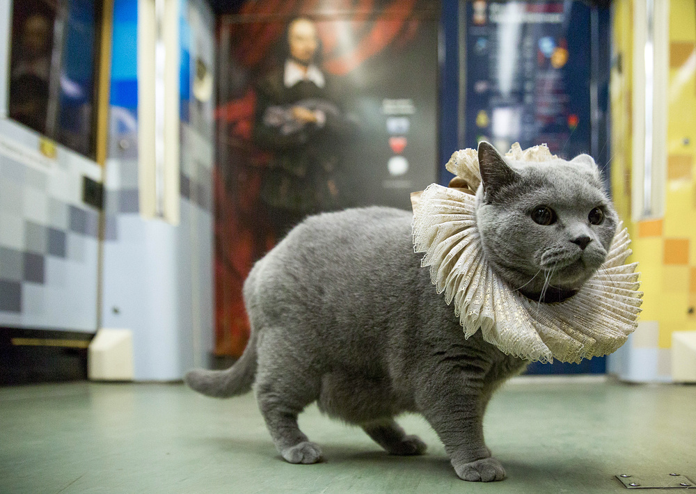 Moscow metro's special feline guest. Image: TASS / Valeriy Belobeev