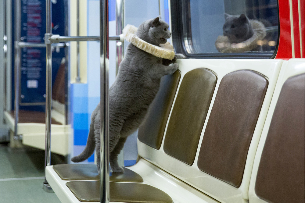 Moscow metro's special feline guest. Image: TASS / Valeriy Belobeev