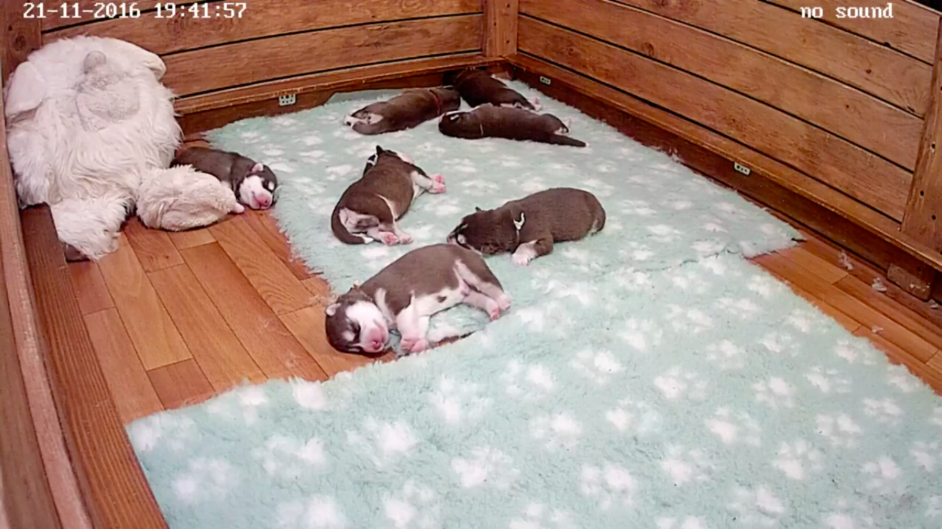 Monday blues? Watch this husky puppy live stream from Russia
