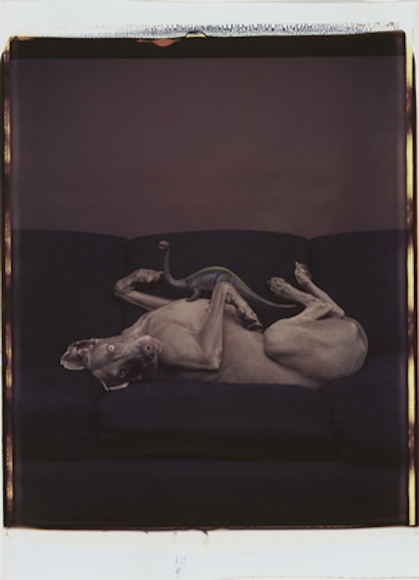 Untitled © William Wegman (1987)
