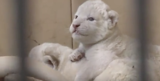 Rare white lions and tigers born in Poland