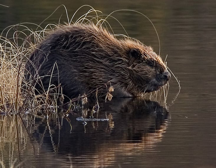 Beavers beware: Russian charity accidentally encourages cull with typo