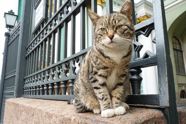 Follow the fat cat that photobombs classic paintings in his adventures across art history 