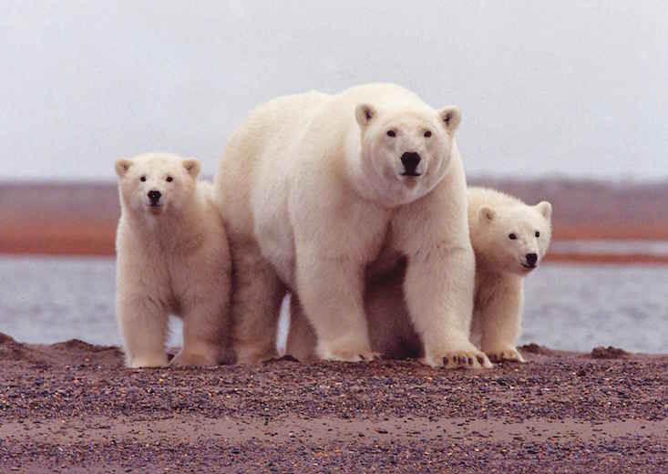 Polar bears surround Russian scientists in the Arctic