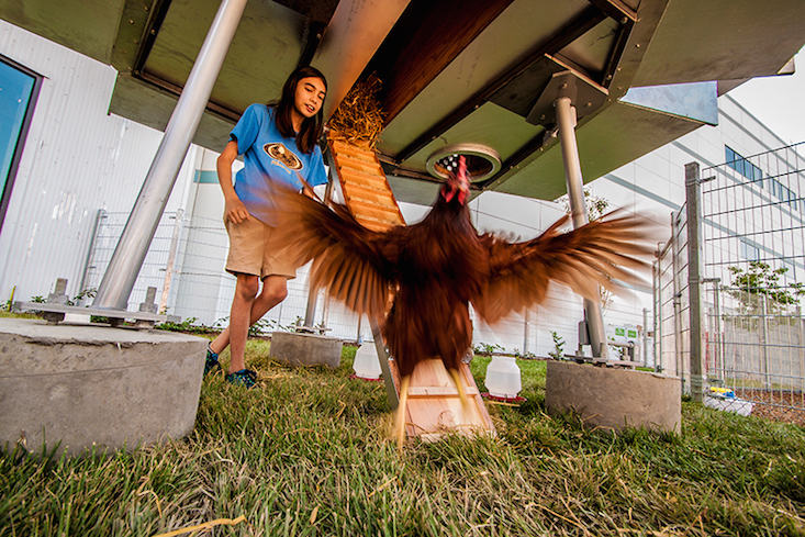 Check out the UFO coup, the Polish-designed extraterrestrial home for chickens