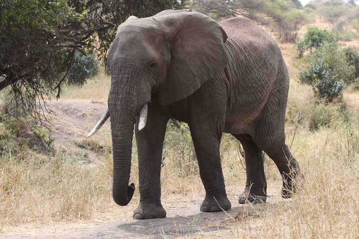 Hungarian circus elephant's paintings sells for hundreds of dollars