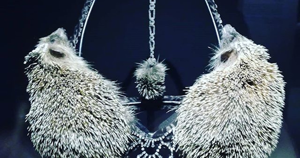 Hedgehog bra sparks controversy and calls to close an art exhibition in St Petersburg