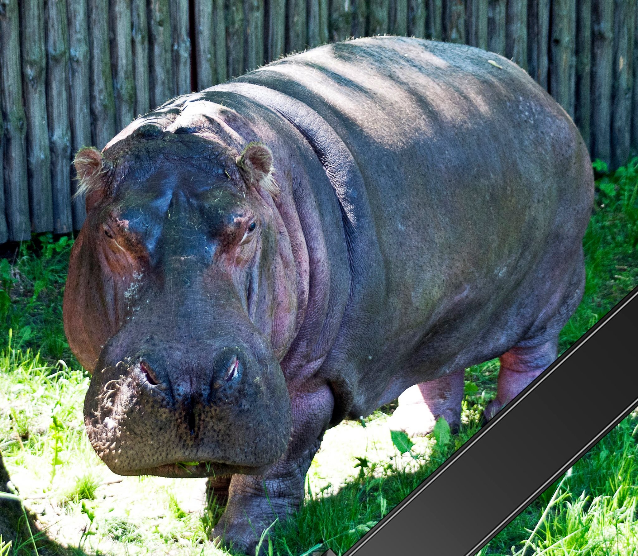 World's oldest hippo dies at Kiev Zoo