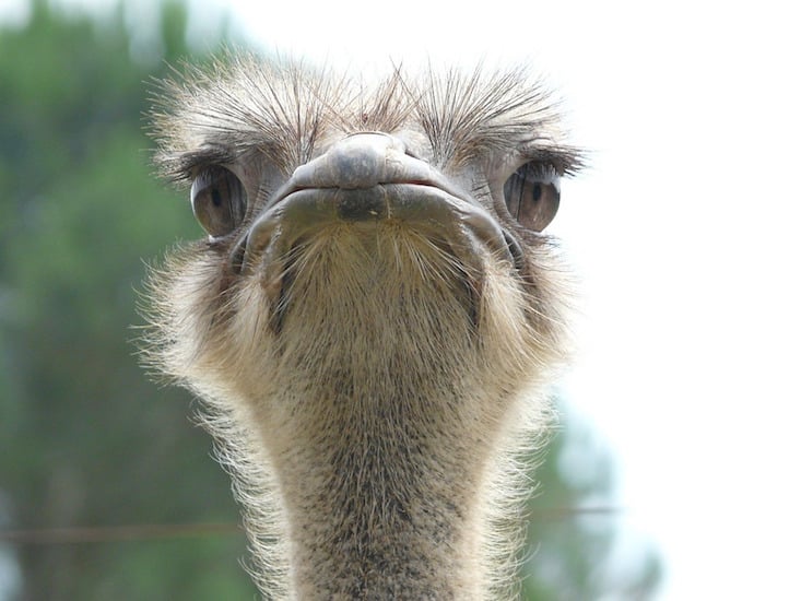 Traffic getting you down? One Almaty resident beat the jams with an ostrich