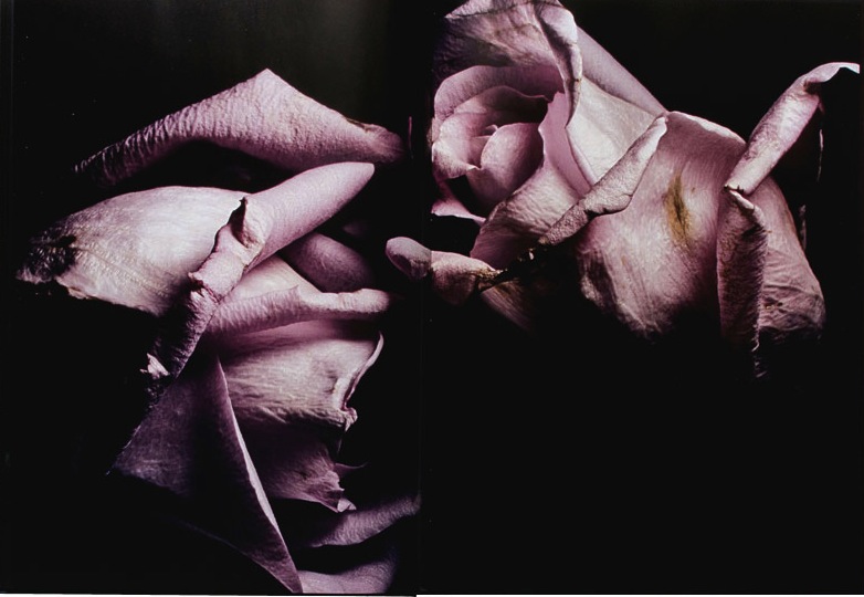 Visionaire Roses 