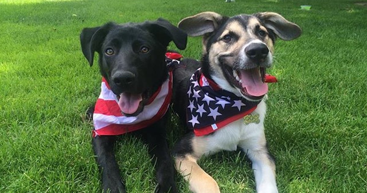 Adorable rescue pups from Sochi living the sweet life in the USA