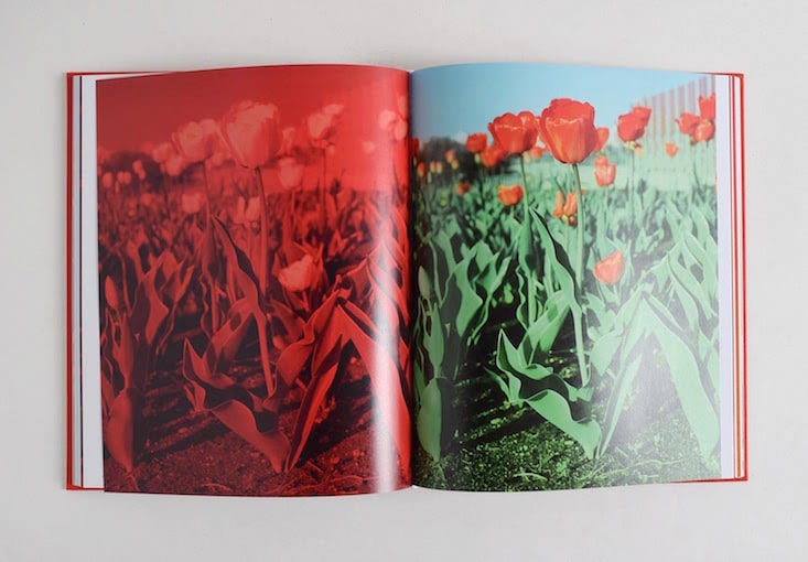 Tulips (Image: Andrew Miksys)