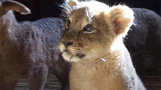 Dagestan's unlikely friendship: lion meets sheep