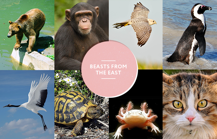 Beasts from the east: think you know your animals? Take our quiz