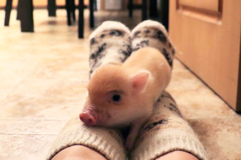 Cuteness overload: meet the Instagram-famous animals of the New East