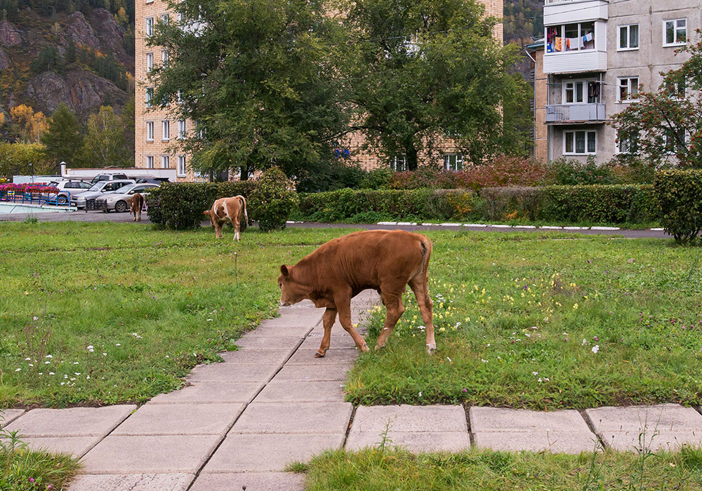 Siberia on camera: a snapshot of life in the shadows of a hydroelectric power station