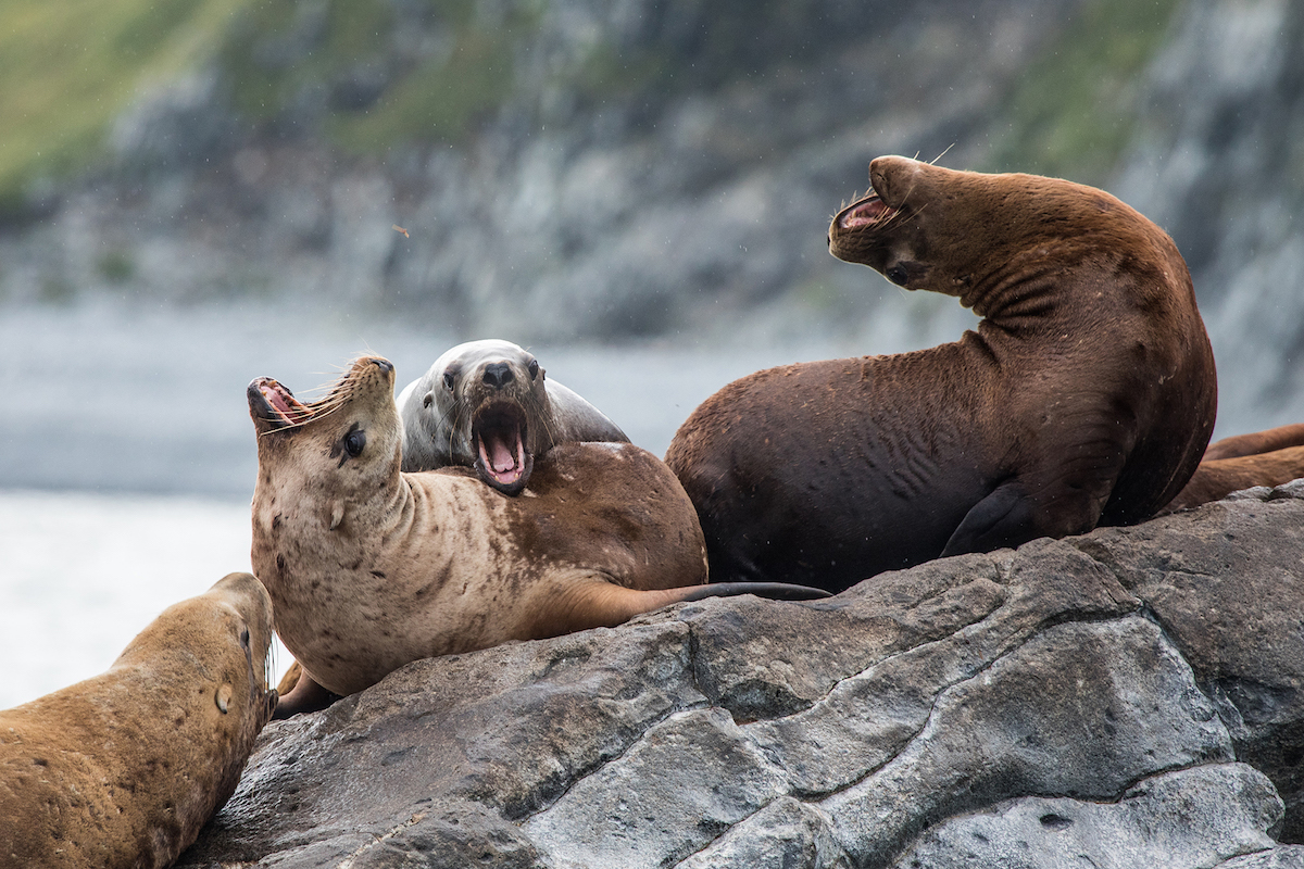 Into the wild: the Russian nature photography account you need to follow on Instagram