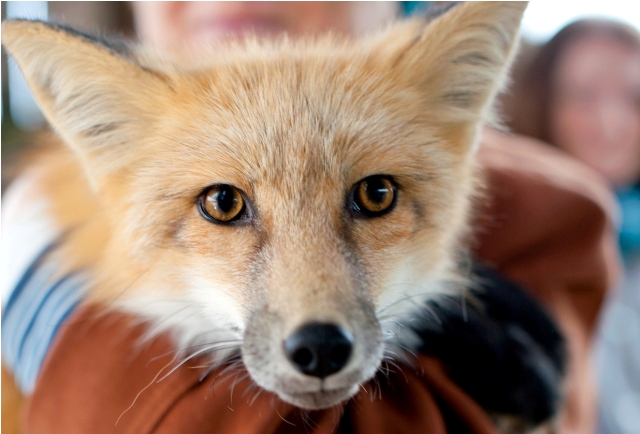 Fantastic Mr Fox: science, ideology and cute designer pets