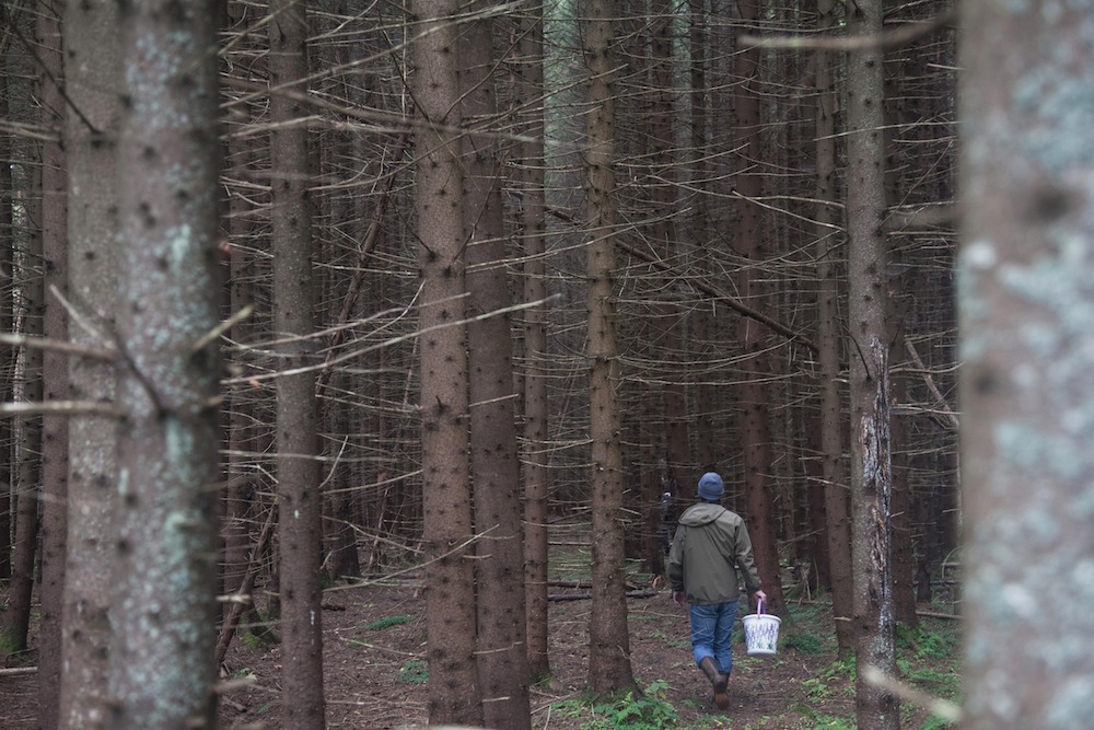 Hunting season: a photographer goes looking for mushrooms in the Russian forest