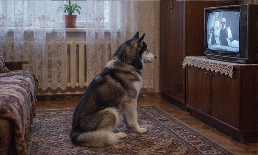Siberian husky dog to represent Russia at Eurovision 2016
